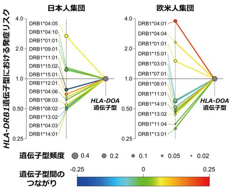 hla遺伝子 キス|HLA遺伝子なんて本当にあるんですか？恋愛遺伝子として、相性。